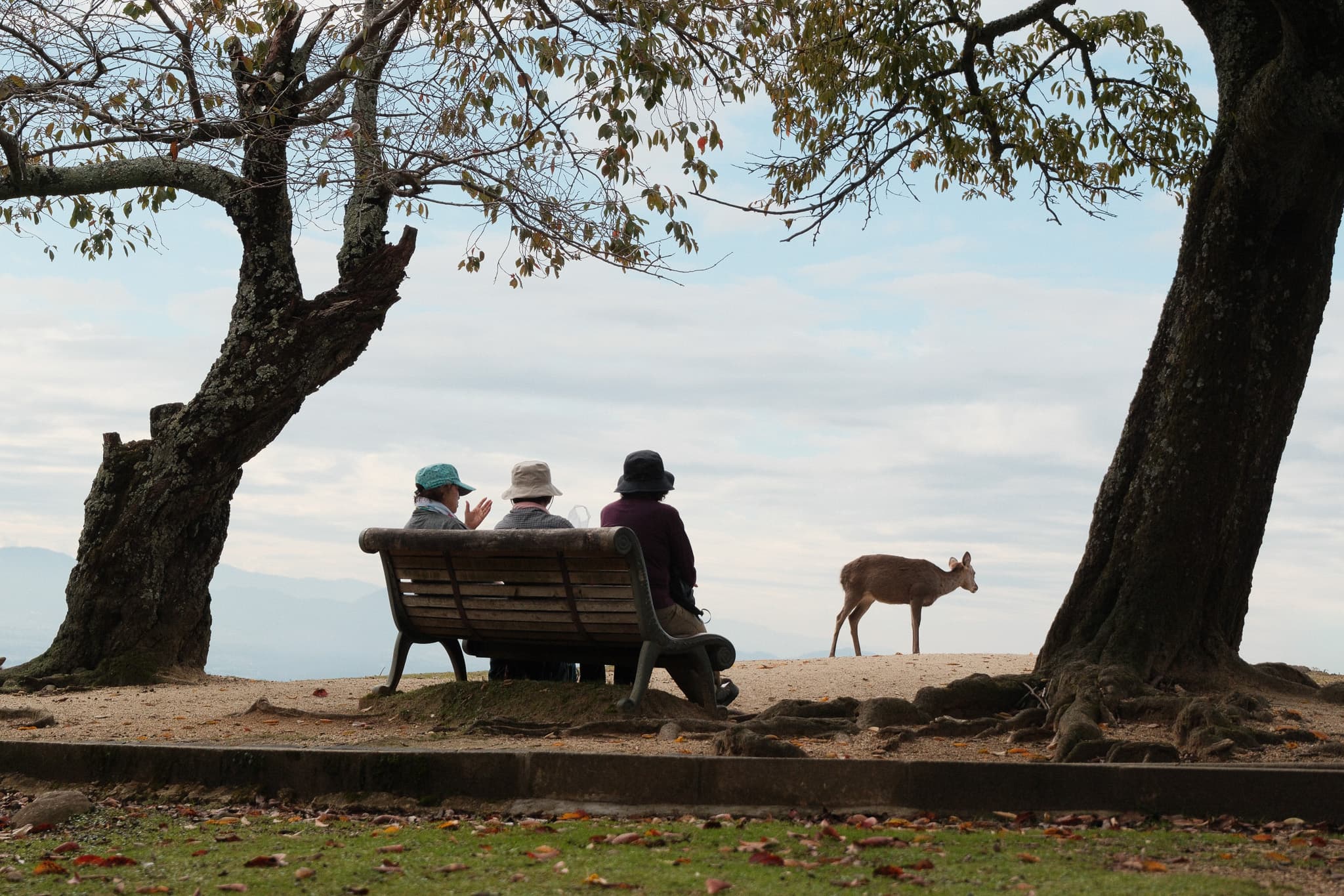 People sitting on a bench beneath trees with a deer nearby